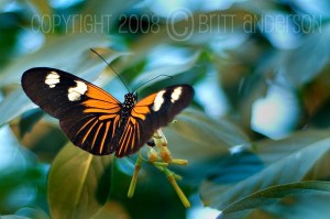 2364855707_0c71ef966c_z