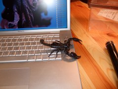 2295820345_90a02fcc0a