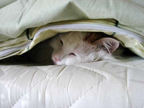 cat sleeping under blanket