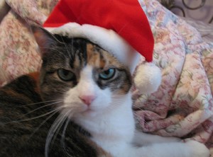 angry cat in Santa hat