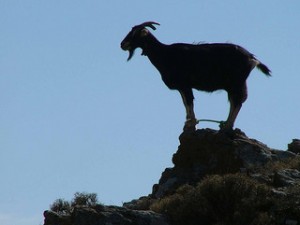 goat silhouette standing on mountain